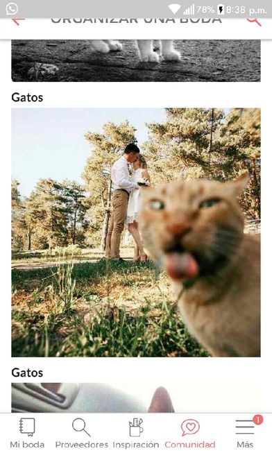 Ideas para incluir a tu gato en las fotos de boda - 1