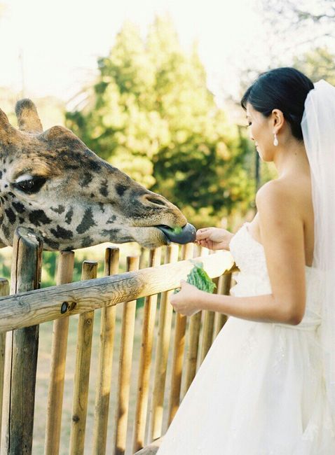 Boda el rey león (simba y nala) - 18