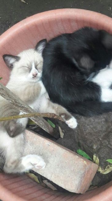  Bebes gatunos 🐱 - 2