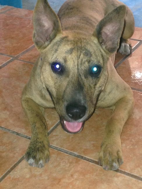 Presuman su foto... las mascotas!! - 1