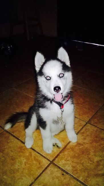 Presuman su foto... las mascotas!! - 2