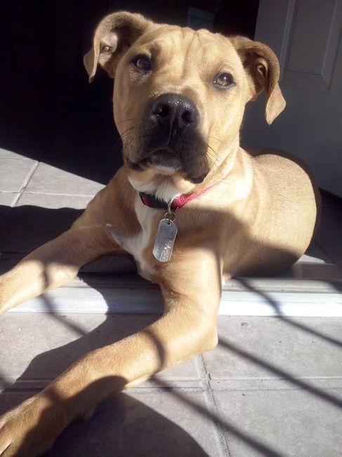 Presenten mascotas.... - 1