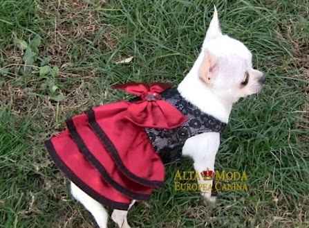 Mi bebe en la boda - 2