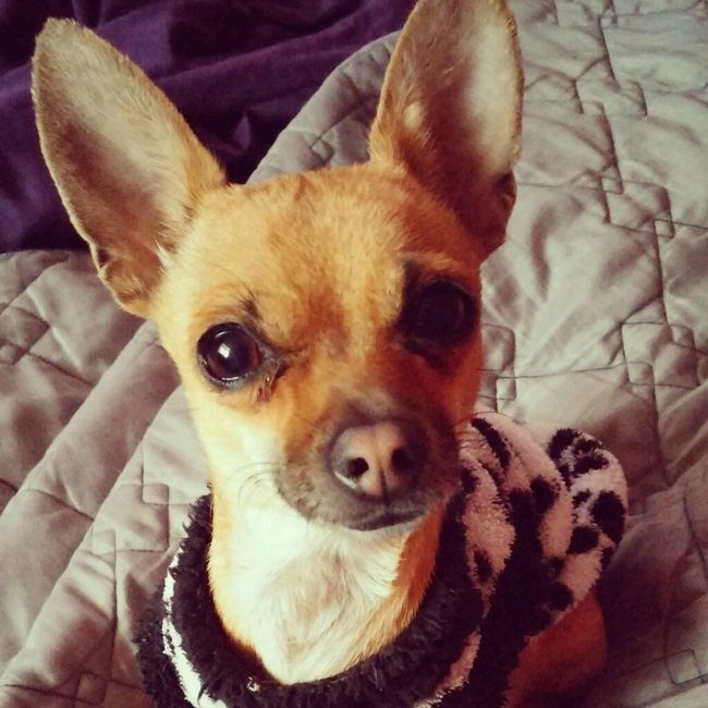 Conoce a mi mascota - 2