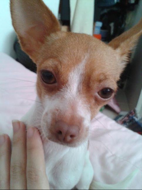 La foto de tu mascota! - 1