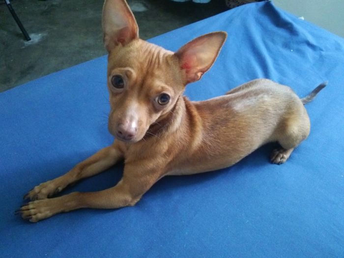 La foto de tu mascota! - 2