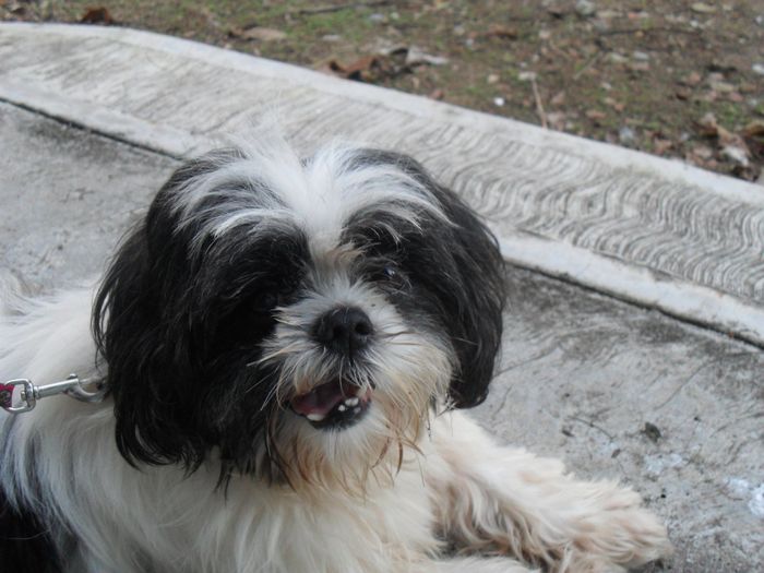 mi chichu