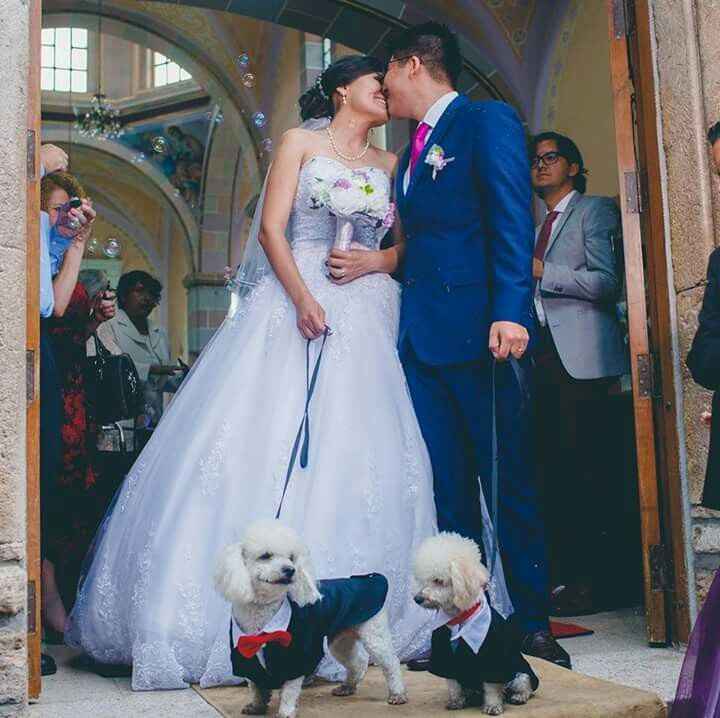 Mascotas y flores 🐱🐶🌸🌷 - 2