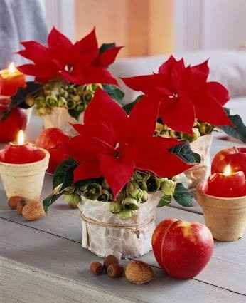 Boda en época navideña - 4