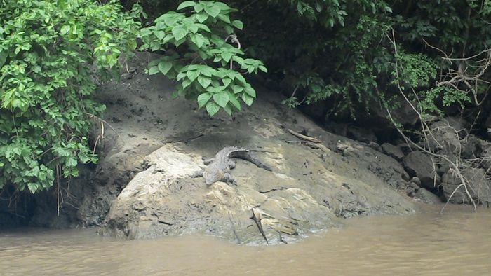 cocodrilo