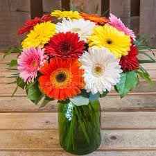 Gerberas 