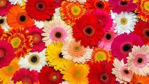 Gerberas 