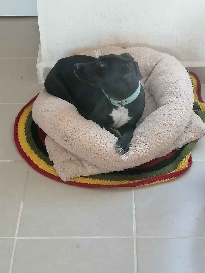 ¿Quién pasea a las mascotas? 🐕🐈 - 1