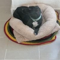 ¿Quién pasea a las mascotas? 🐕🐈 - 1
