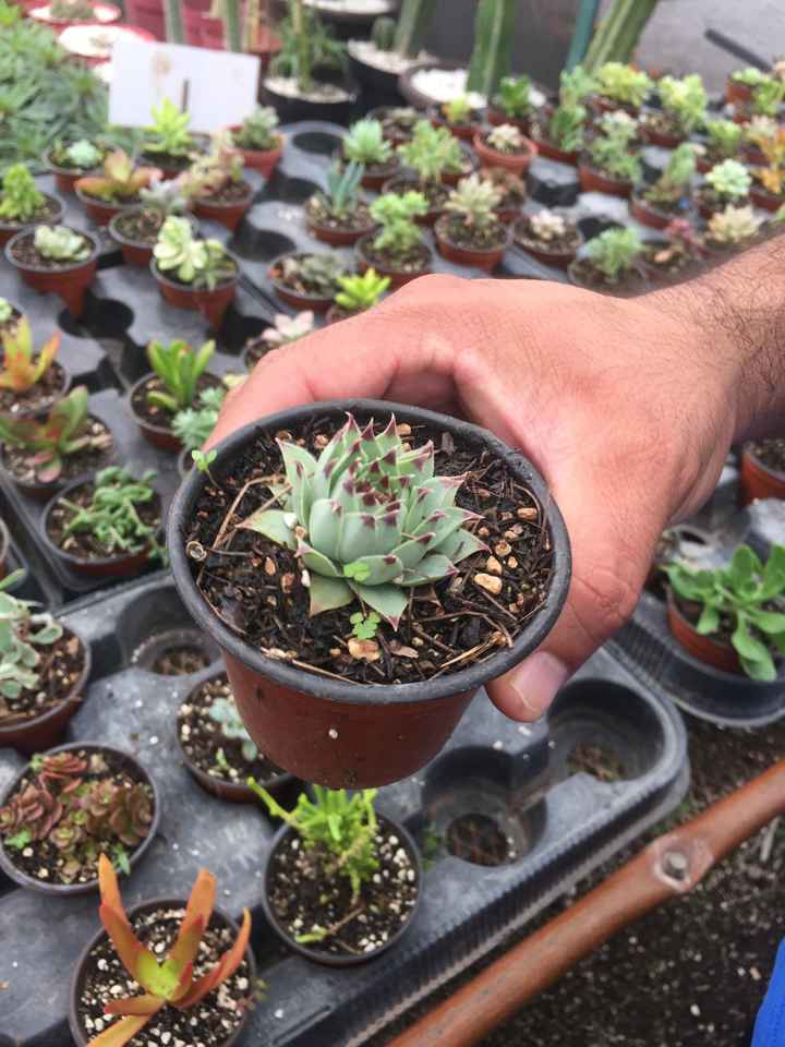 Que se puede dar como recuerdo para la boda? - 1