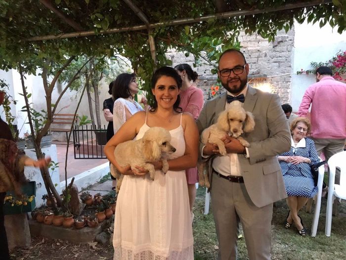 boda pet friendly