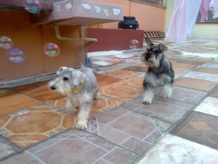 mis hijitos lindos