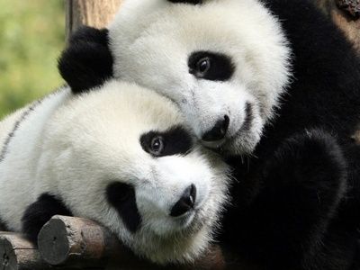 pandas in love!