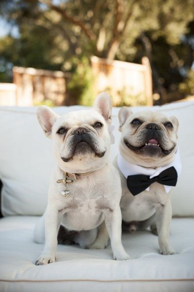 mascotas boda
