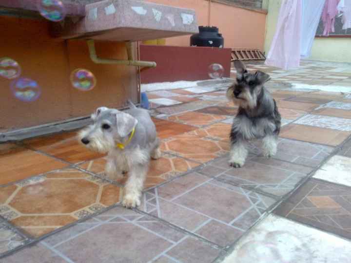 mis hijitos lindos