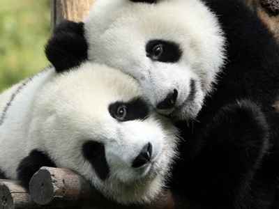 pandas in love!