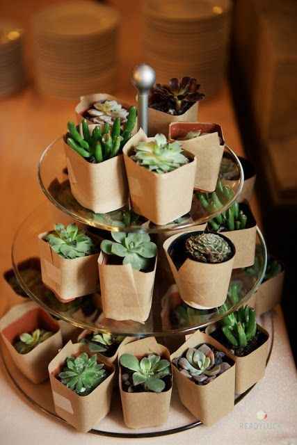 suculentas boda