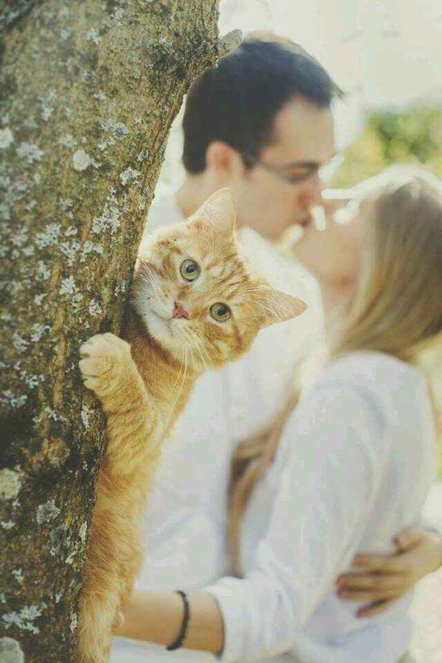 Boda estilo ¿gatos? - 10