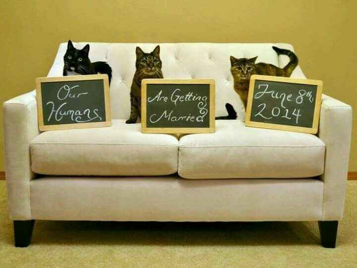 Boda estilo ¿gatos? - 11