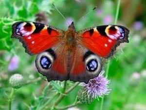 mariposa de azúcar 1