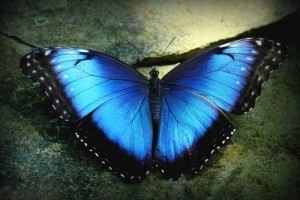 mariposa de azúcar 2