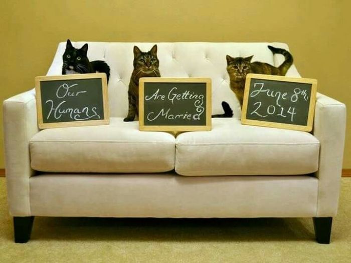 Boda estilo ¿gatos? - 11