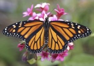 mariposa de azúcar 3