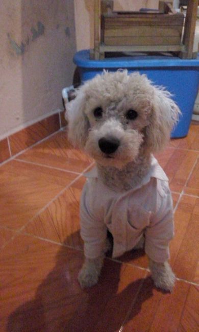 La foto de tu mascota! - 1