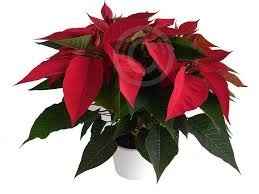 Recuerdo de invitados!