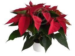 Recuerdo de invitados!