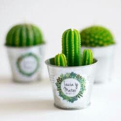  Cactus en bodas mexicanas 💚 - 1
