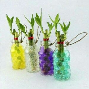  Un recuerdo con vida 💚 - 3