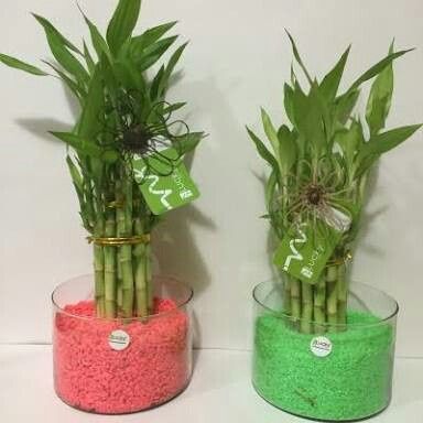  Un recuerdo con vida 💚 - 7