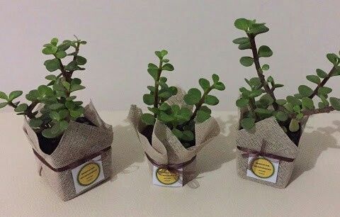  a compartir abundancia 💚de la verde. - 1