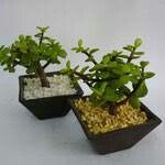  a compartir abundancia 💚de la verde. - 3