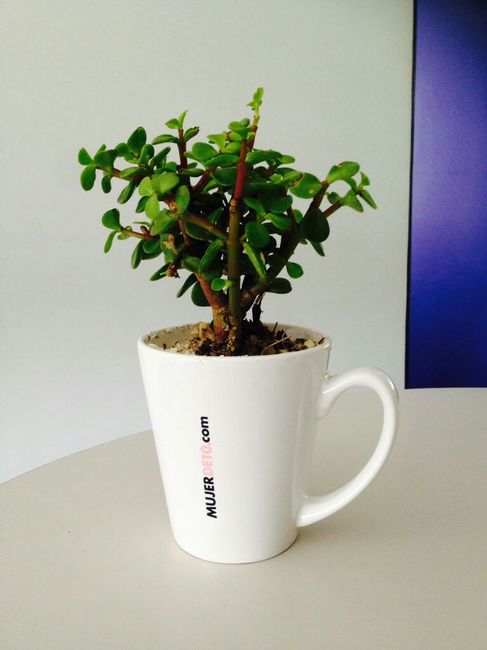  a compartir abundancia 💚de la verde. - 4