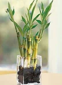  Qué el bambú verde protagonice la boda 💚 - 5