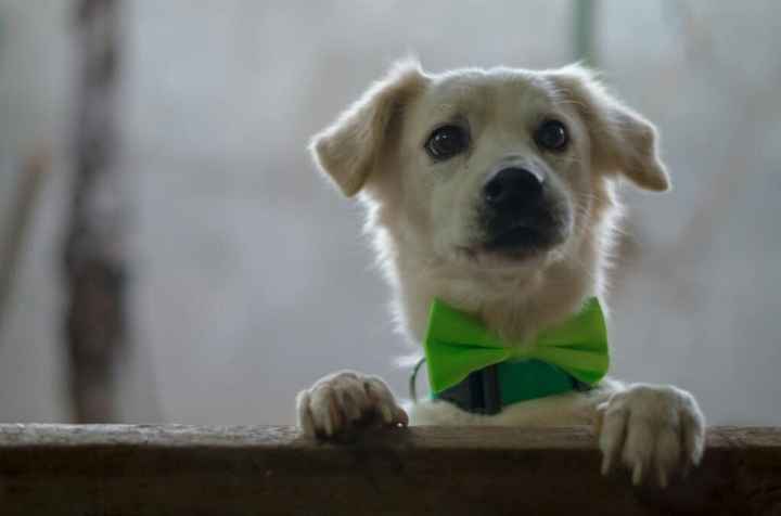  Moda animalesca, porque ellos lo merecen!! - 1