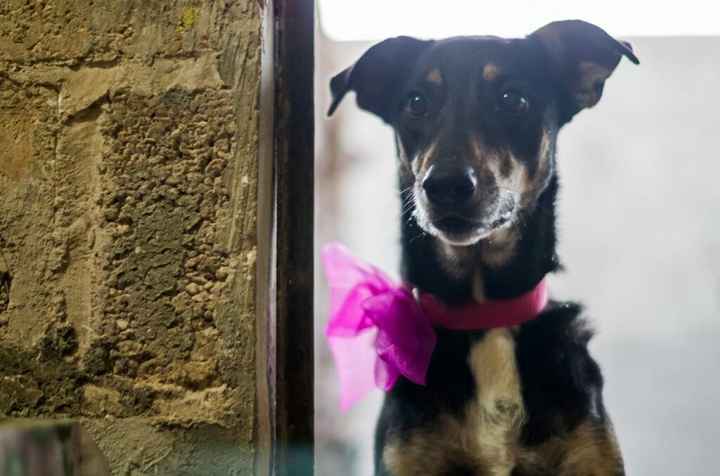  Moda animalesca, porque ellos lo merecen!! - 2