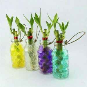  Un recuerdo con vida 💚 - 3