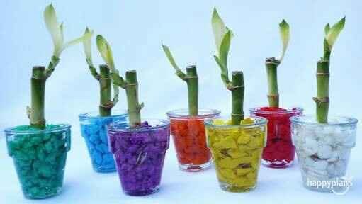  Un recuerdo con vida 💚 - 4