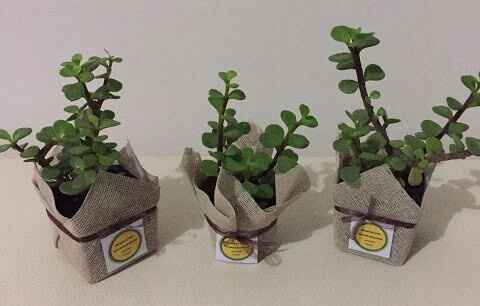  a compartir abundancia 💚de la verde. - 1