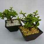  a compartir abundancia 💚de la verde. - 3