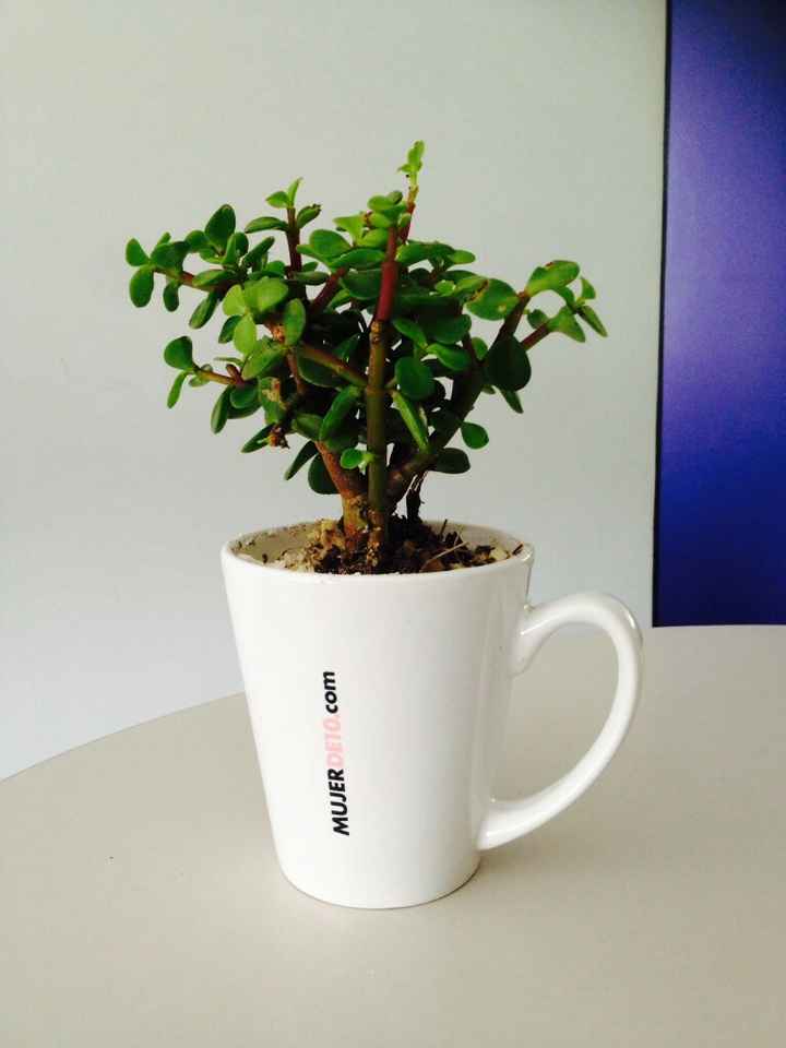  a compartir abundancia 💚de la verde. - 4