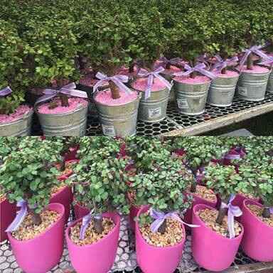  a compartir abundancia 💚de la verde. - 6